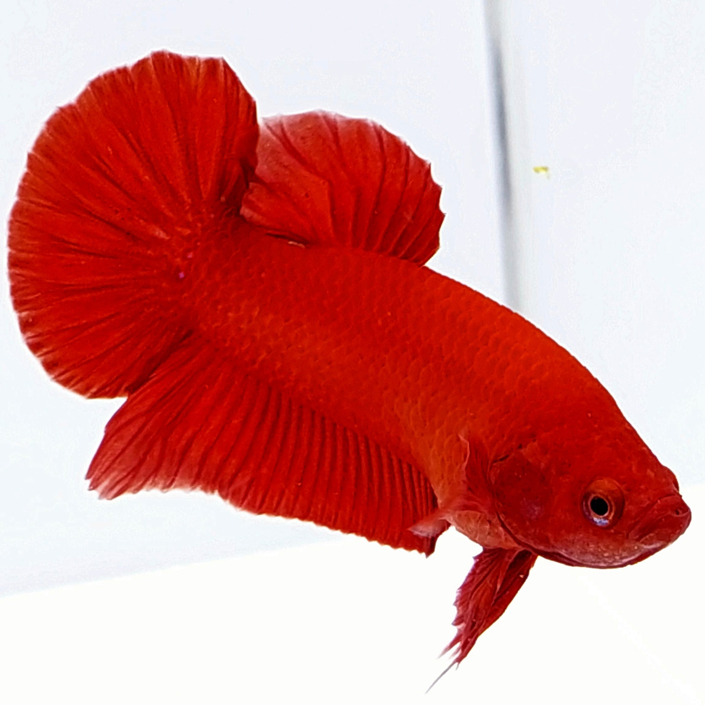 Super Red HMPK Male