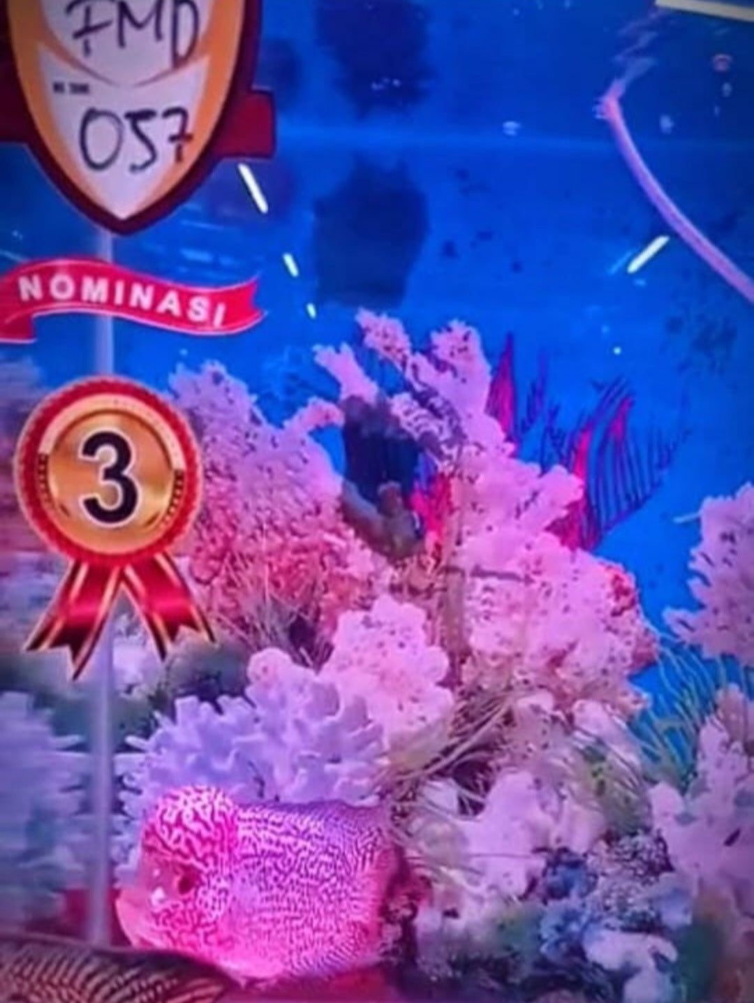 Champion 3rd Place Free Marking Indonesia Kamfa Big Kok Flowerhorn