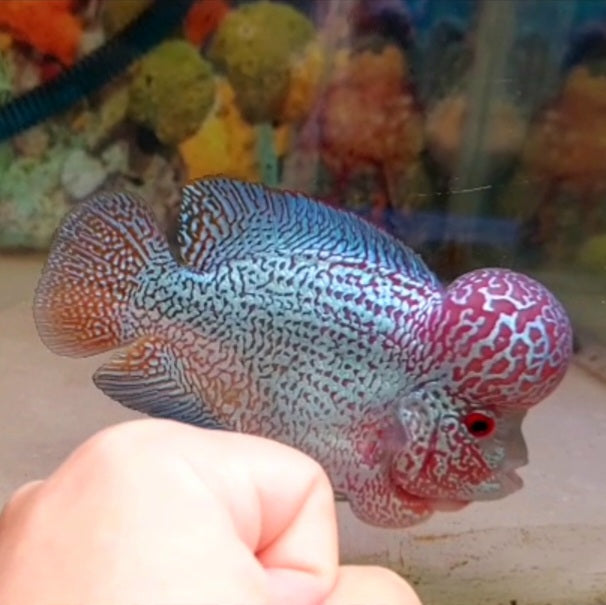 Champion 3rd Place Free Marking Indonesia Kamfa Big Kok Flowerhorn