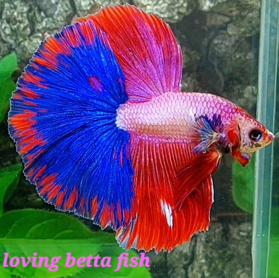 Pink Fancy Blue Tail Halfmoon Macho