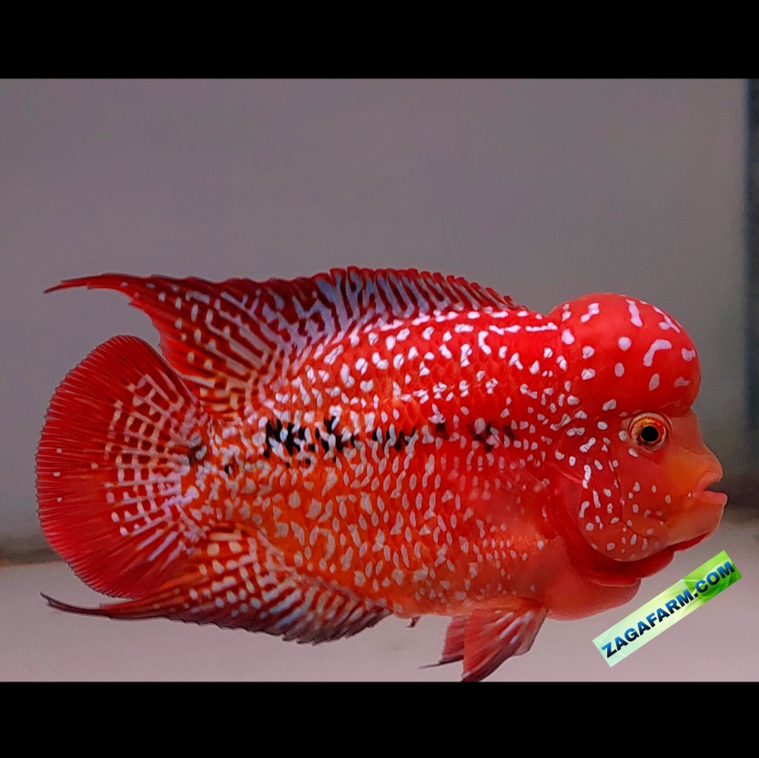 Super Red Kamfa Flowerhorn Size 13 cm