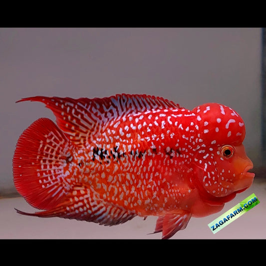 Kamfa F2 Two Tone Flowerhorn Tamaño 12,5 cm