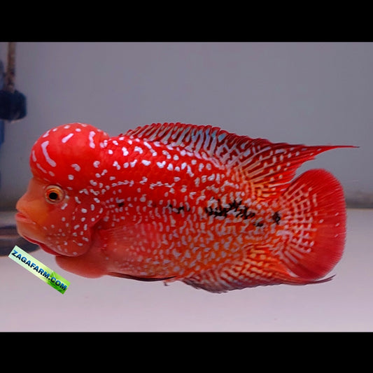 Kamfa F2 Two Tone Flowerhorn Tamaño 12,5 cm