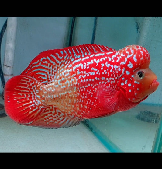 Kamfa F2 Two Tone Flowerhorn Tamaño 12,5 cm