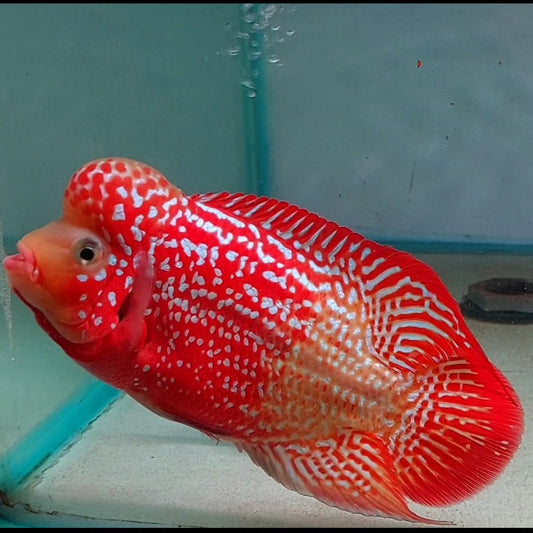 Kamfa F2 Two Tone Flowerhorn Tamaño 12,5 cm