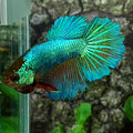 Green Halfmoon Female For Sorority Tank/Breed
