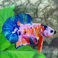 Multicolor Pink Galaxy HMPK Male