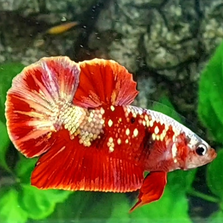 Red Koi Copper Gold Galaxy HMPK Male
