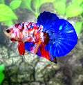 Multicolor Galaxy HMPK Male