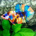 Multicolor Galaxy HMPK Male