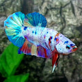 Multicolor HMPK Male