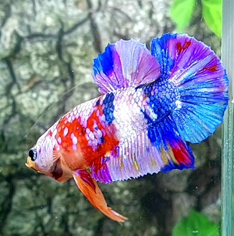 Multicolor Pink Purple Galaxy HMPK Male