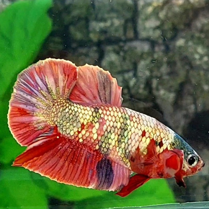 Red Koi Copper Gold HMPK Male