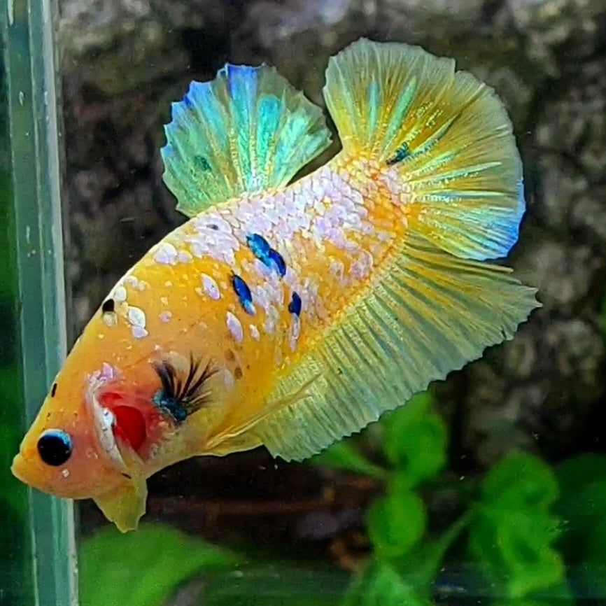 Yellow Pink Galaxy HMPK Male