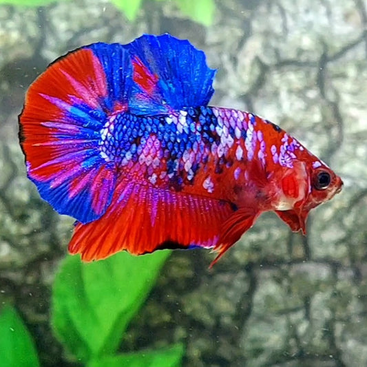 Red Galaxy HMPK Male