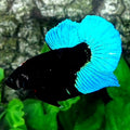 Black Turquoise Light HMPK Male