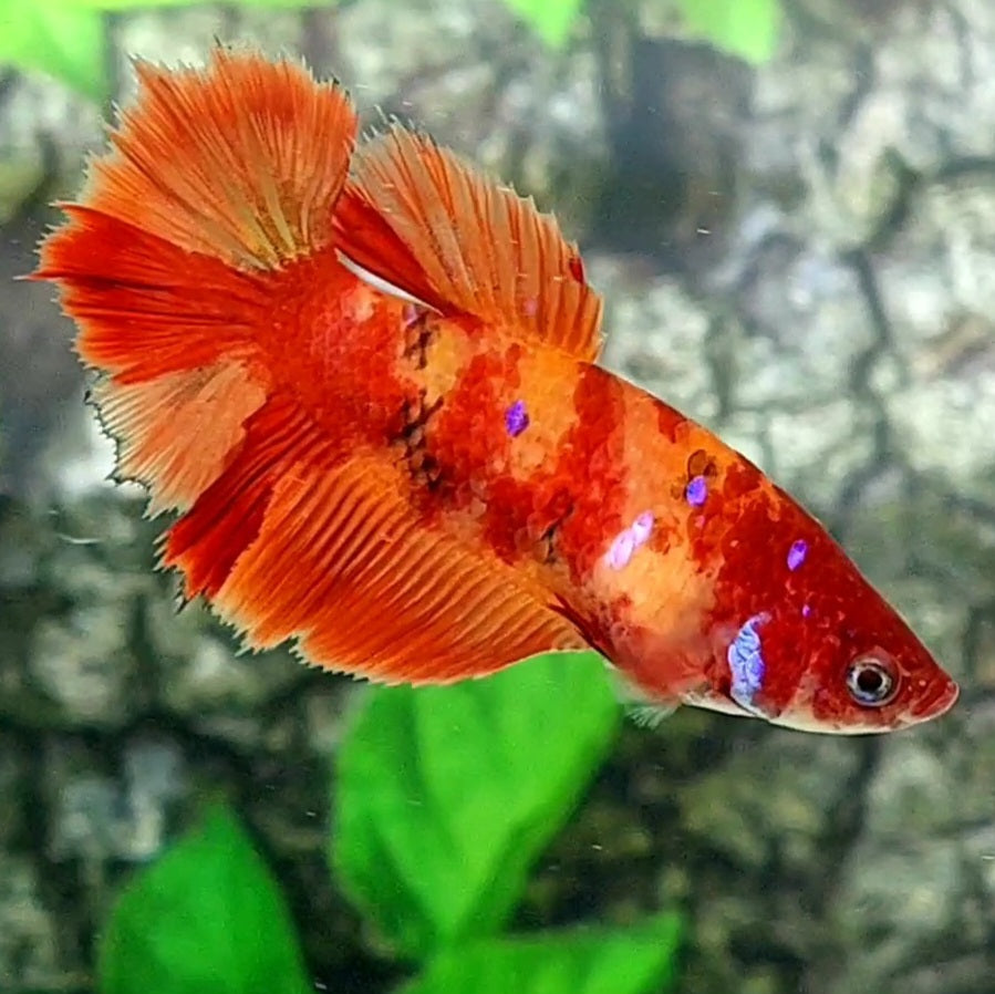 Nemo Leopard Halfmoon Female For Sorority Tank/Breed