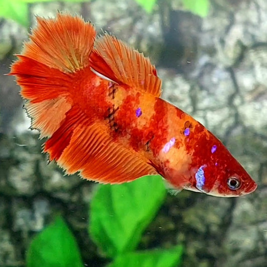 Nemo Leopard Halfmoon Female For Sorority Tank/Breed