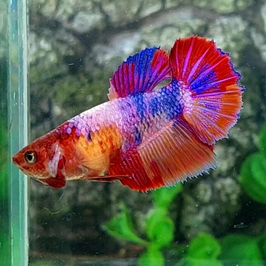 Multicolor Purple Pink Candy Halfmoon Female For Sorority Tank/Breed