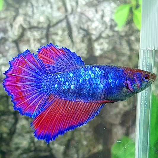 Purple Red Halfmoon Female For Sorority Tank/Breed