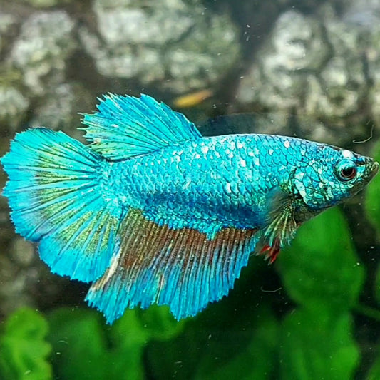 Turquoise Halfmoon Female For Sorority Tank/Breed