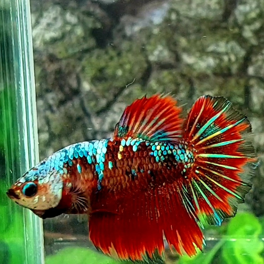 Red Galaxy Halfmoon Female For Sorority Tank/Breed