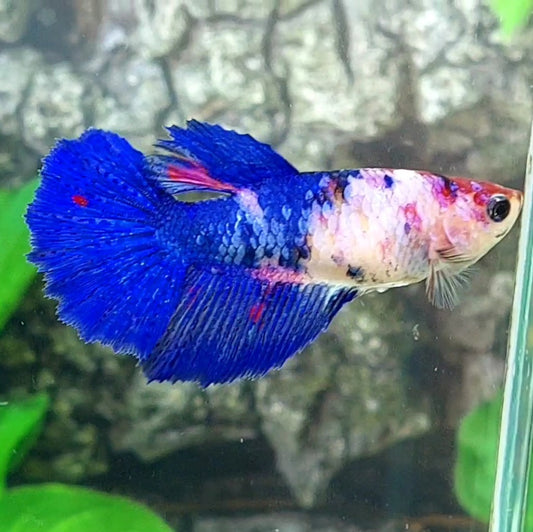 Blue Pink Fancy Halfmoon Female For Sorority Tank/Breed