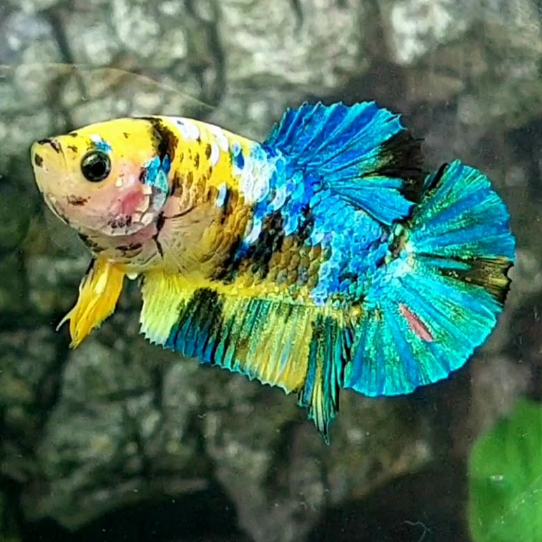Amarillo cobre púrpura Koi Galaxy HMPK hembra para hermandad de mujeres tanque/raza