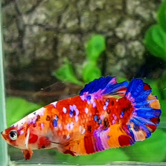 Multicolor Galaxy HMPK Female For Sorority Tank/Breed