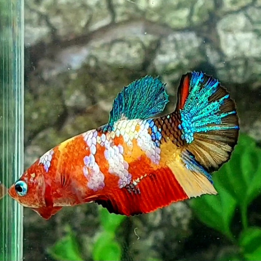 Multicolor Galaxy HMPK Female For Sorority Tank/Breed