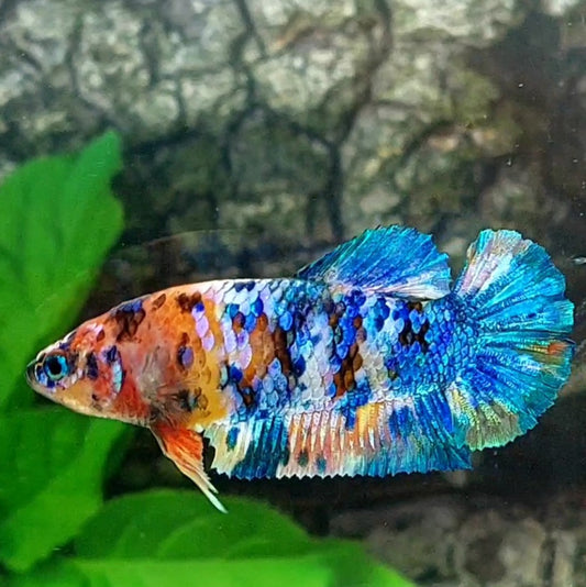 Multicolor Galaxy HMPK Female For Sorority Tank/Breed