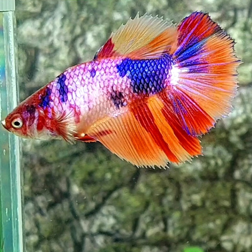 Multicolor Purple Pink Candy Halfmoon Female For Sorority Tank/Breed