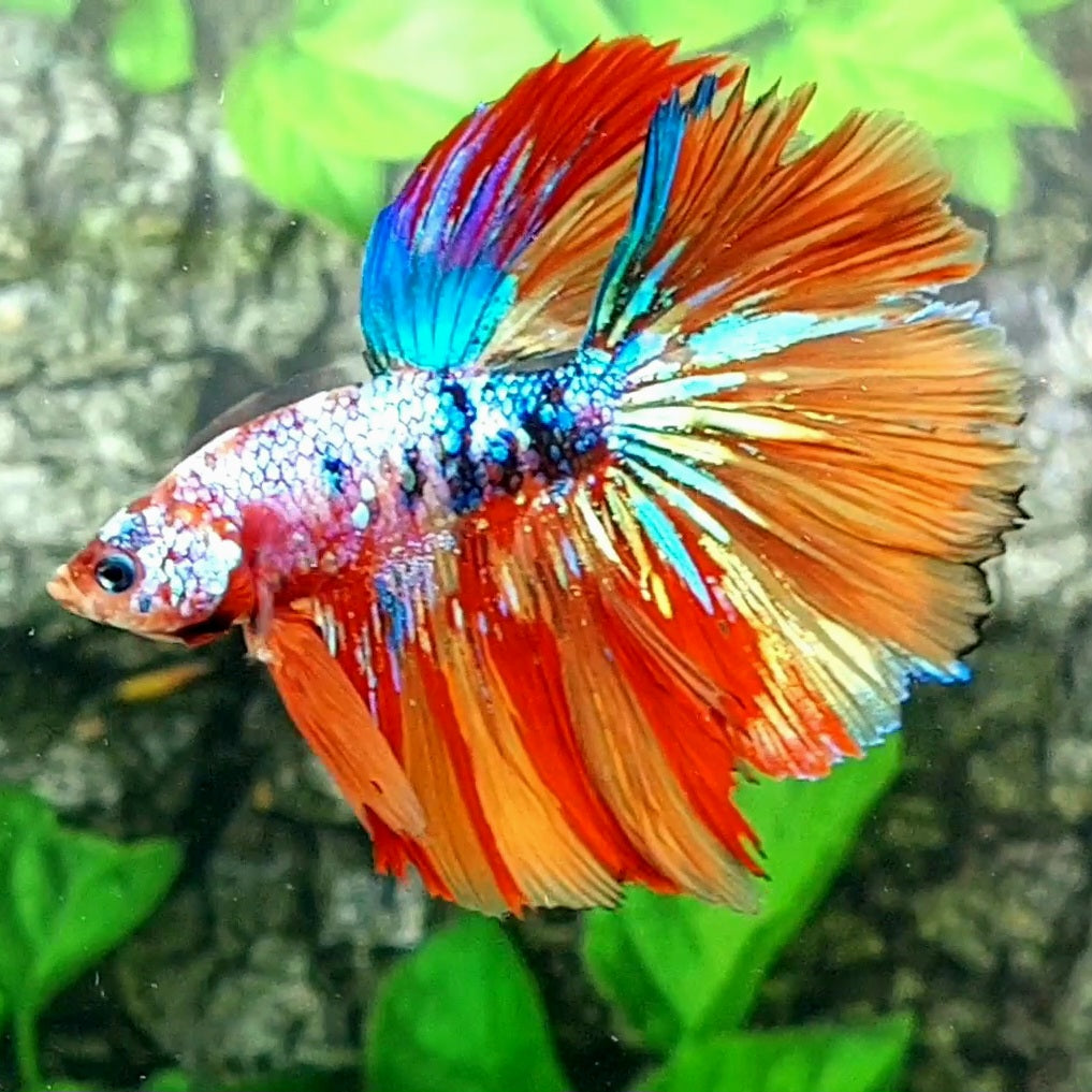 Multicolor Galaxy Halfmoon Male