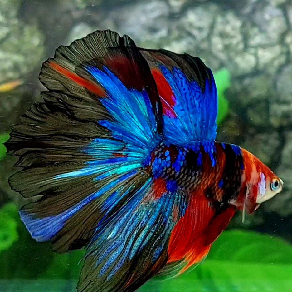 Multicolor Black Galaxy Halfmoon Male