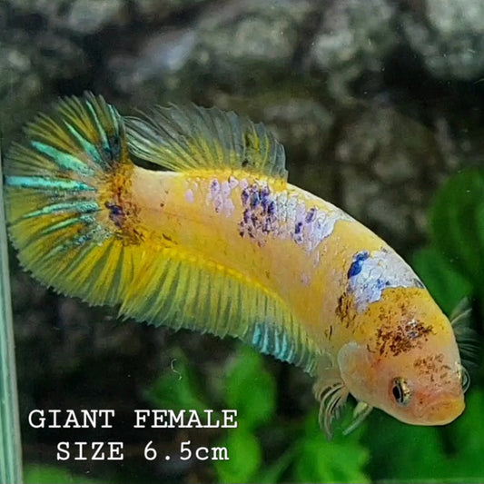 Yellow Galaxy HMPK GIANT Female For Sorority Tank/Breed