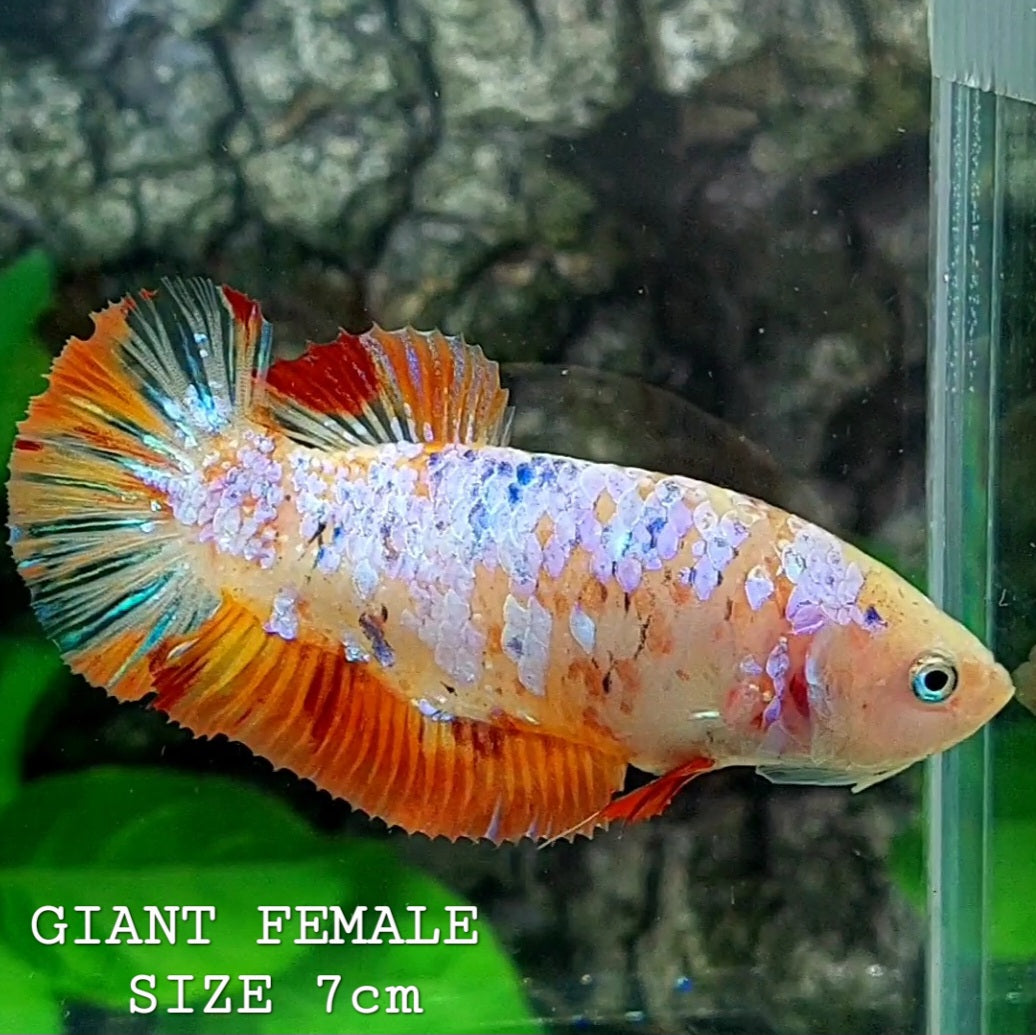 Orange Pink Galaxy HMPK GIANT Female For Sorority Tank/Breed