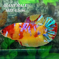 Multicolor Naranja Koi GIGANTE HMPK Macho