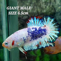 Pink Blue Fancy GIANT HMPK Male