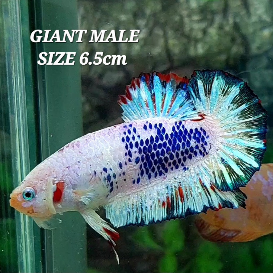 Pink Blue Fancy GIANT HMPK Male