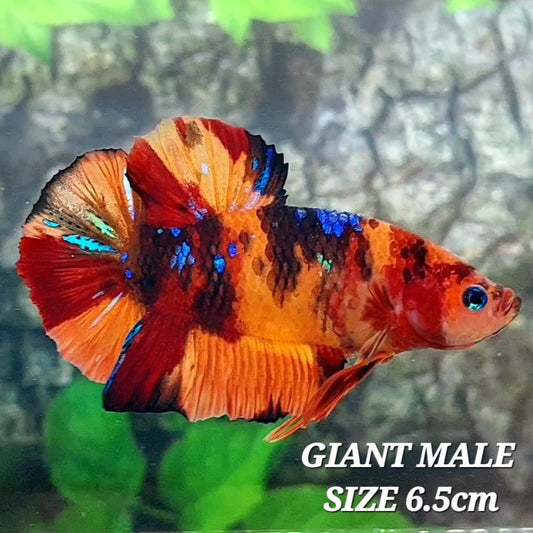 Multicolor Naranja Koi GIGANTE HMPK Macho