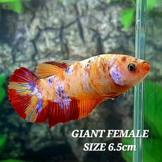 Multicolor Galaxy HMPK GIANT Female For Sorority Tank/Breed