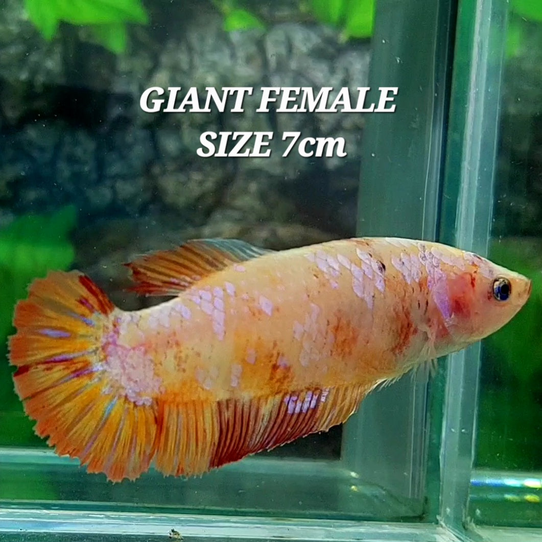 Fancy Pink Samurai HMPK GIGANTE hembra para hermandad de mujeres tanque/raza