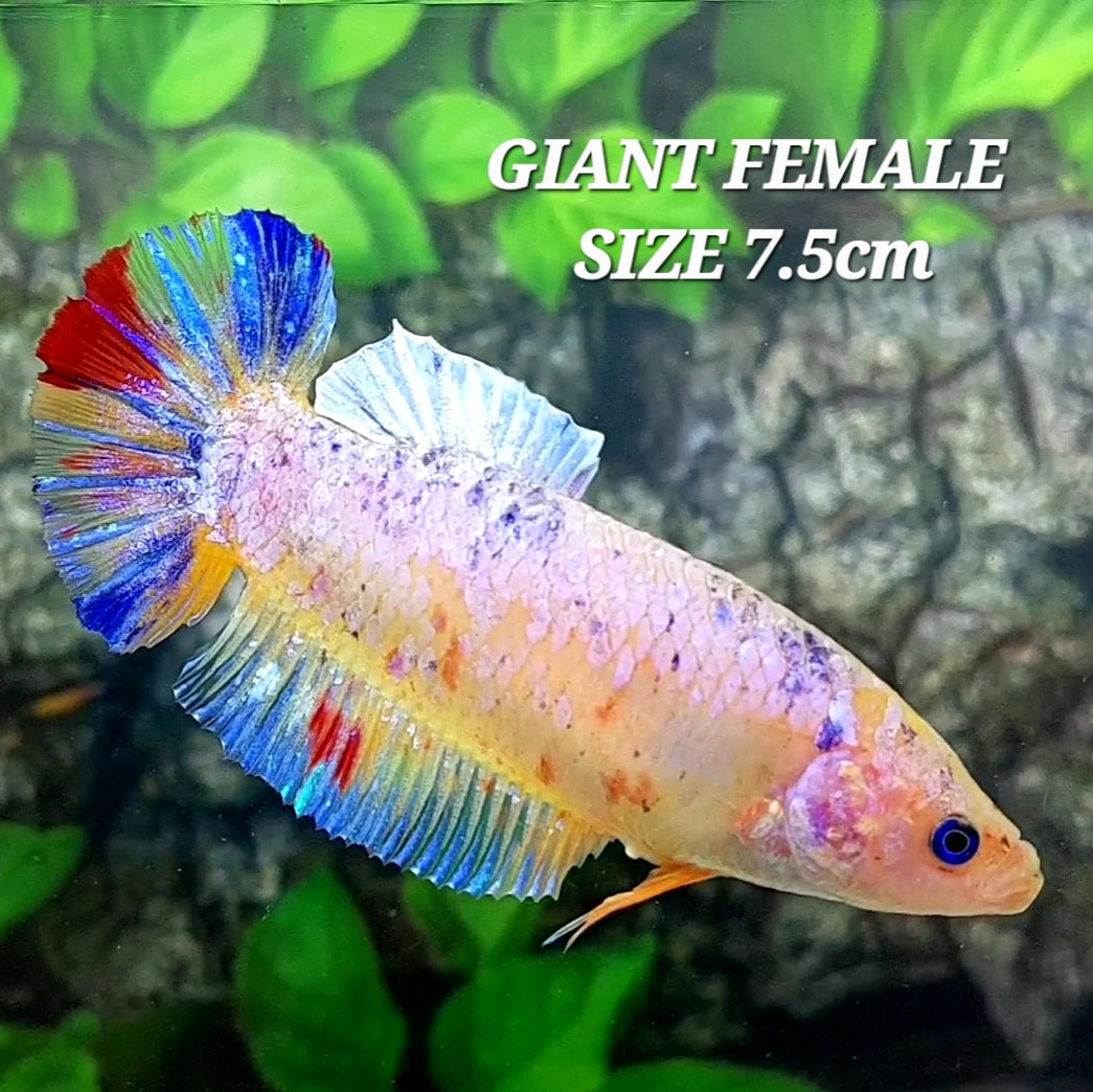 Multicolor Pink Galaxy HMPK GIANT Female For Sorority Tank/Breed