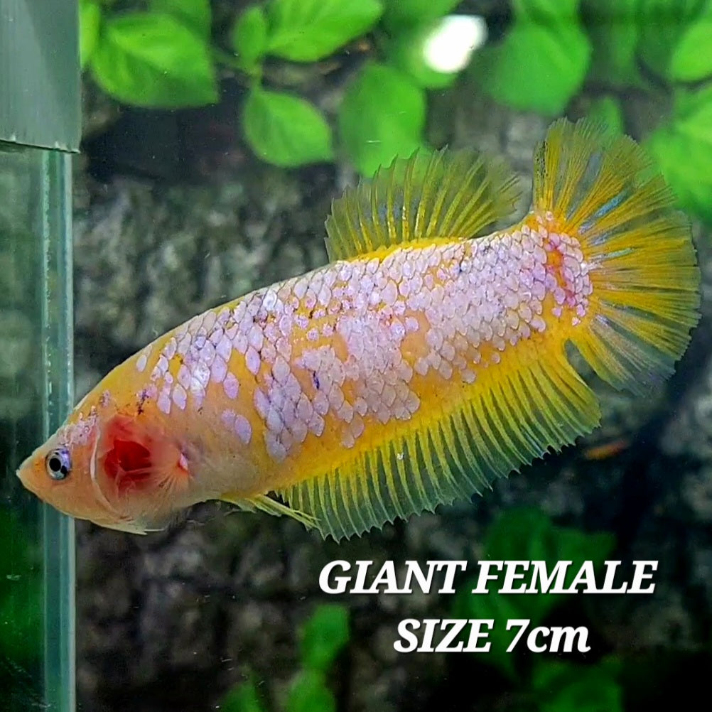 Yellow Pink Galaxy HMPK GIANT Female For Sorority Tank/Breed