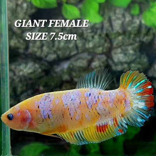 Multicolor Galaxy HMPK GIANT Female For Sorority Tank/Breed