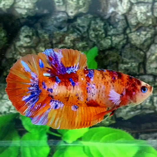 Orange Galaxy GIANT HMPK Male