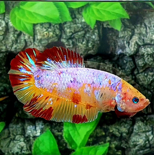 Multicolor Candy GIANT HMPK Male