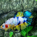Multicolor Naranja Koi GIGANTE HMPK Macho