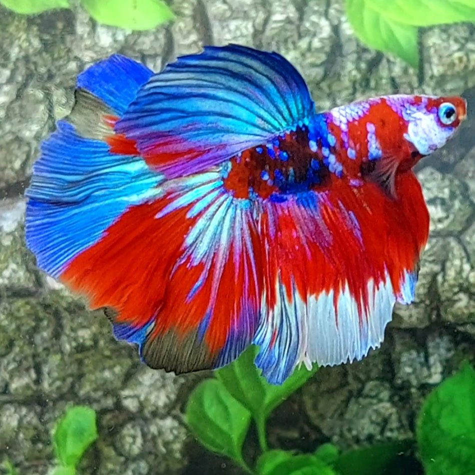 Multicolor Red Purple Blue Galaxy Halfmoon Male