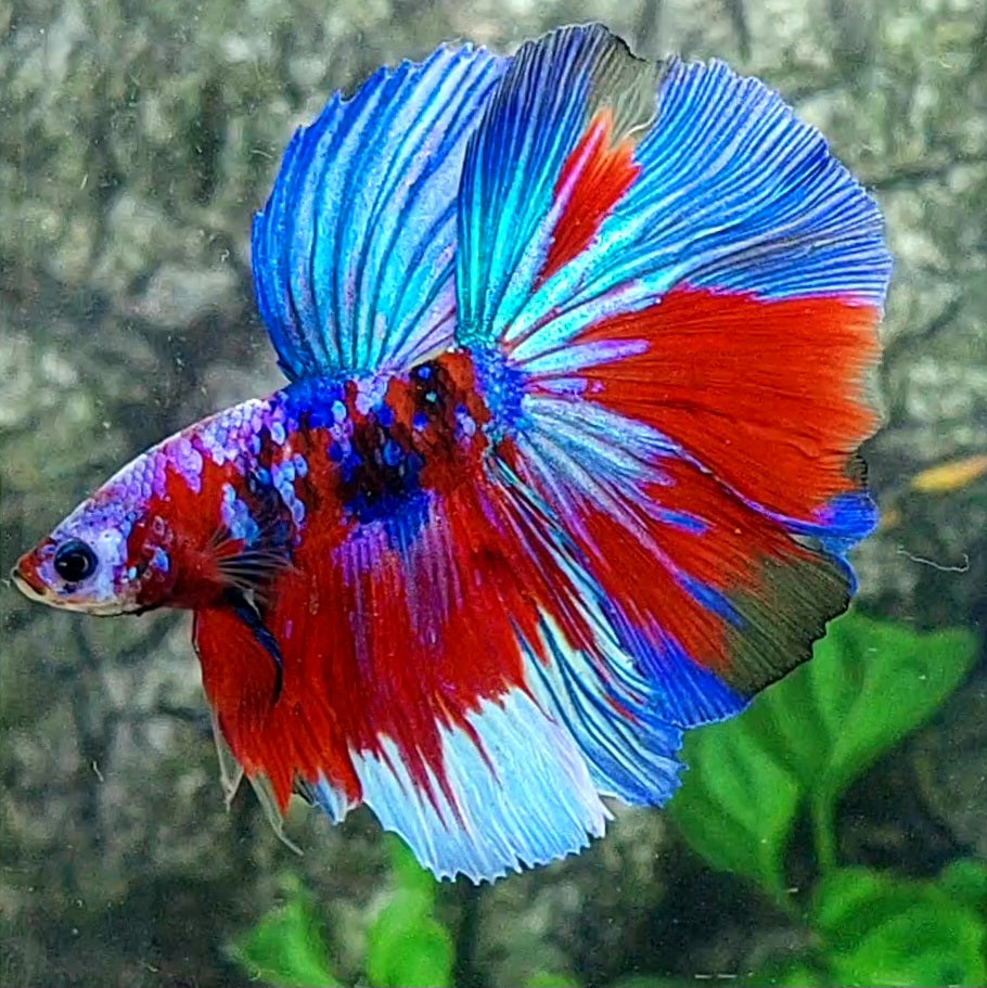 Multicolor Red Purple Blue Galaxy Halfmoon Male